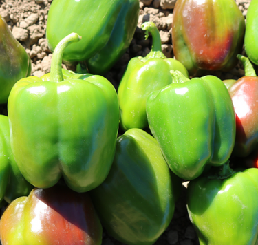 Aristotle X3R Hybrid Sweet Bell Pepper Seeds